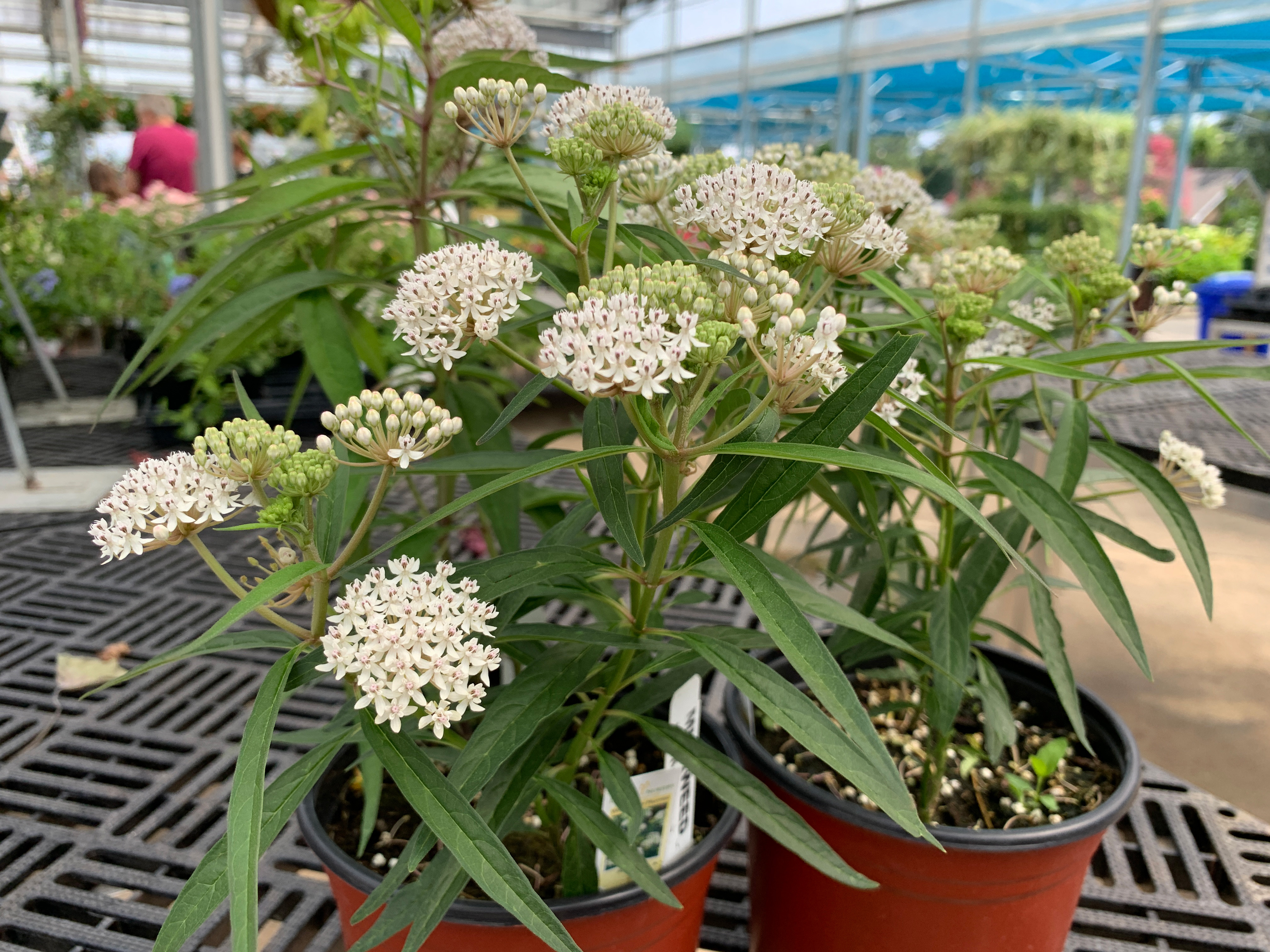 Native milkweeds help newly endangered monarch butterfly 